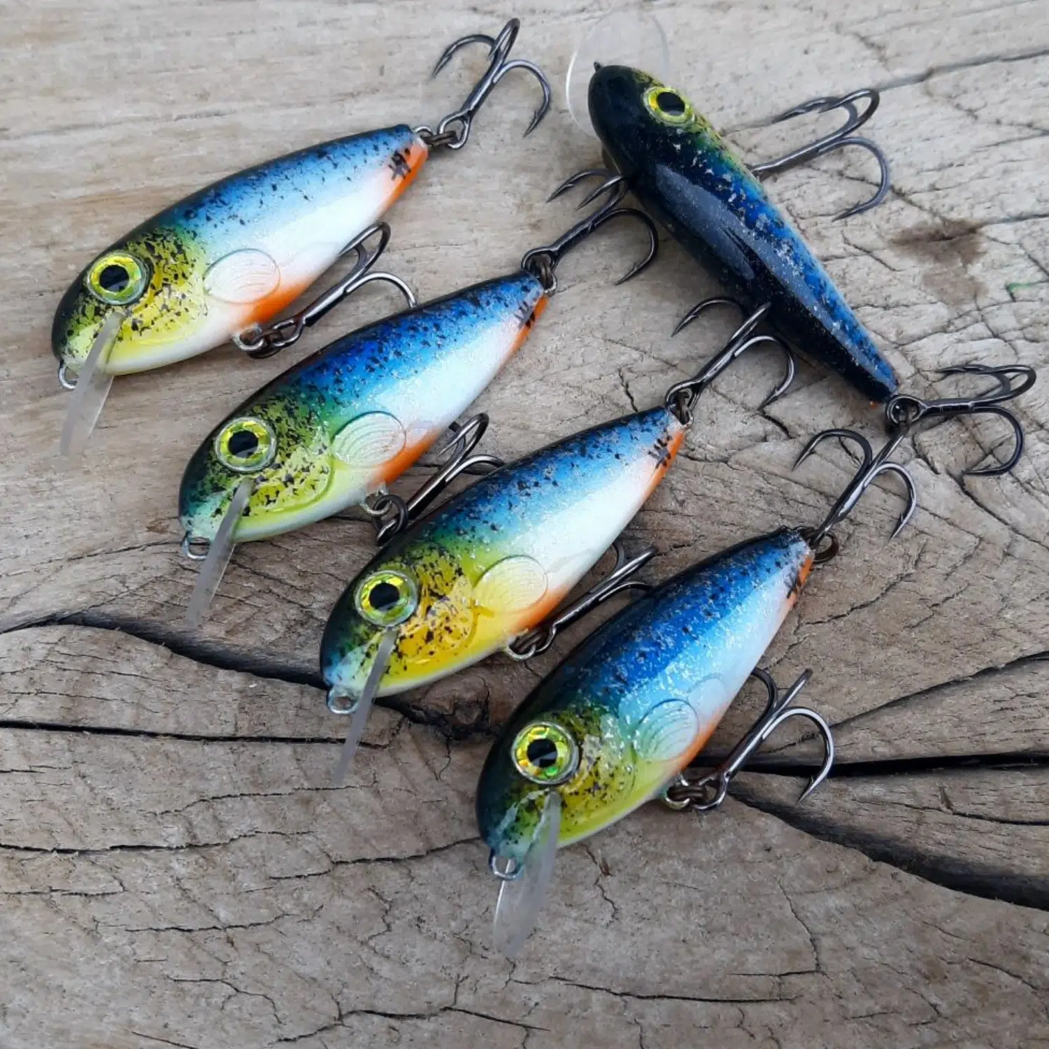 Dzierzba #4 - obrazek 7